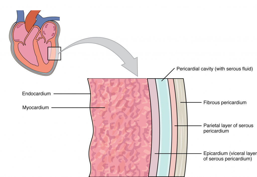 Pericardial Membranes and Layers of the Heart Wall