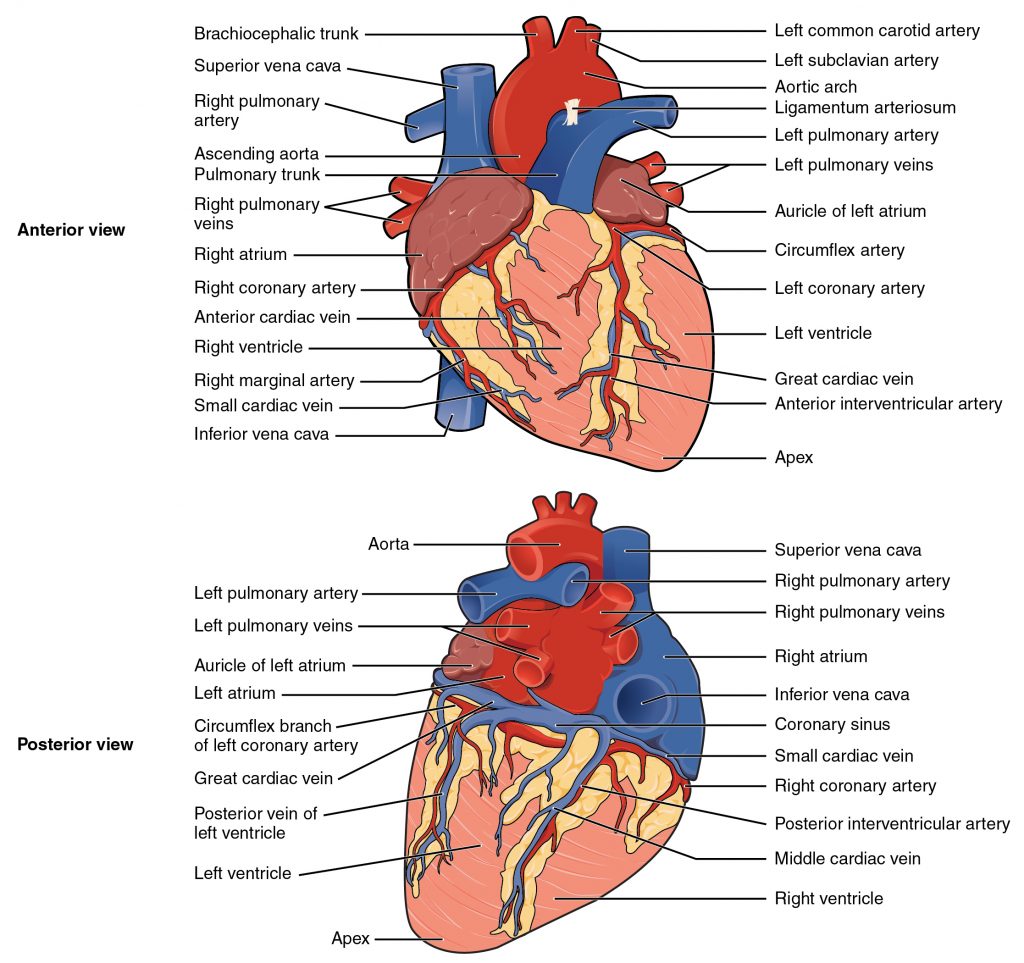 External Anatomy of the Heart