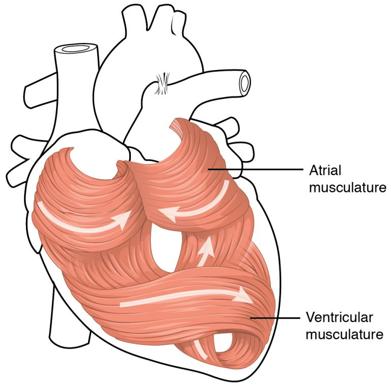 Heart Musculature