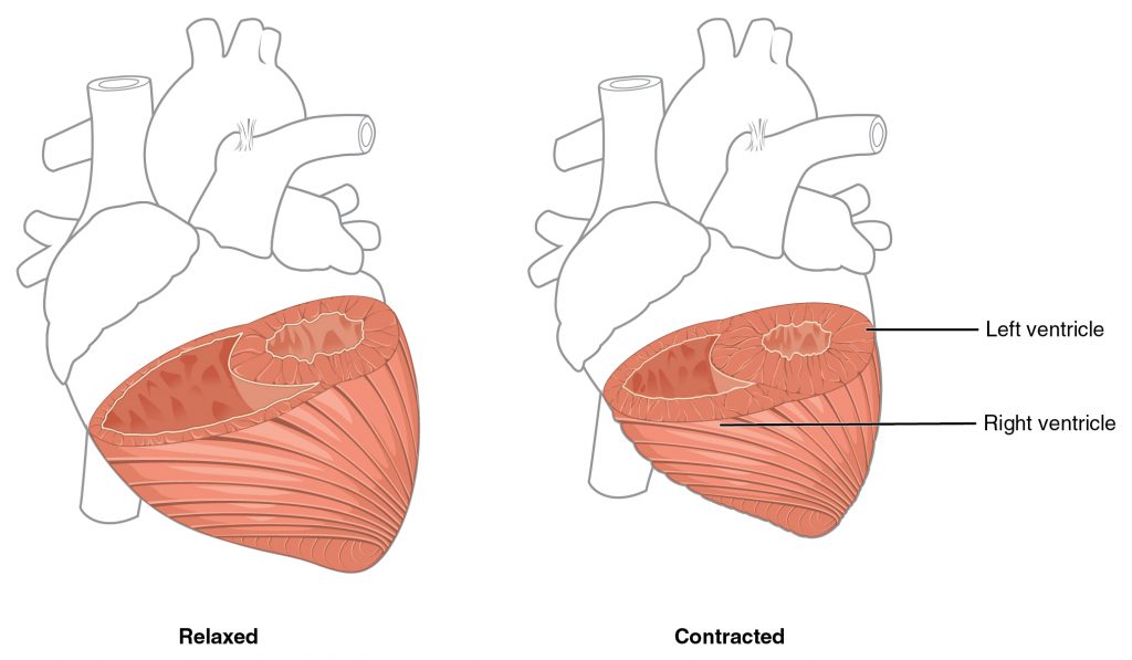 Differences in Ventricular Muscle Thickness