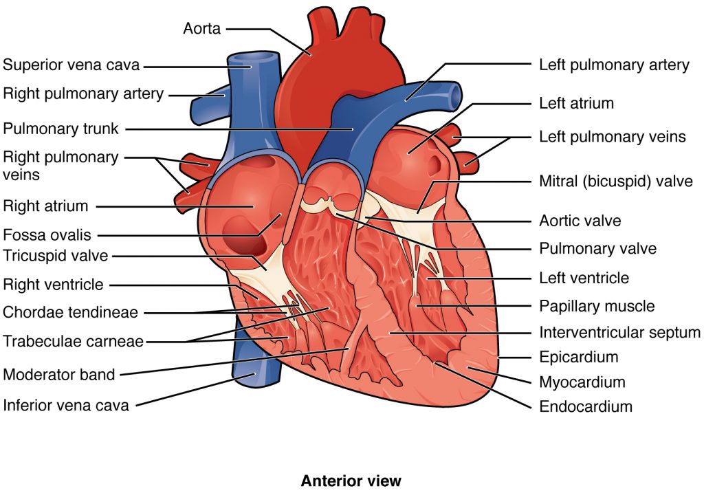 Internal Structures of the Heart