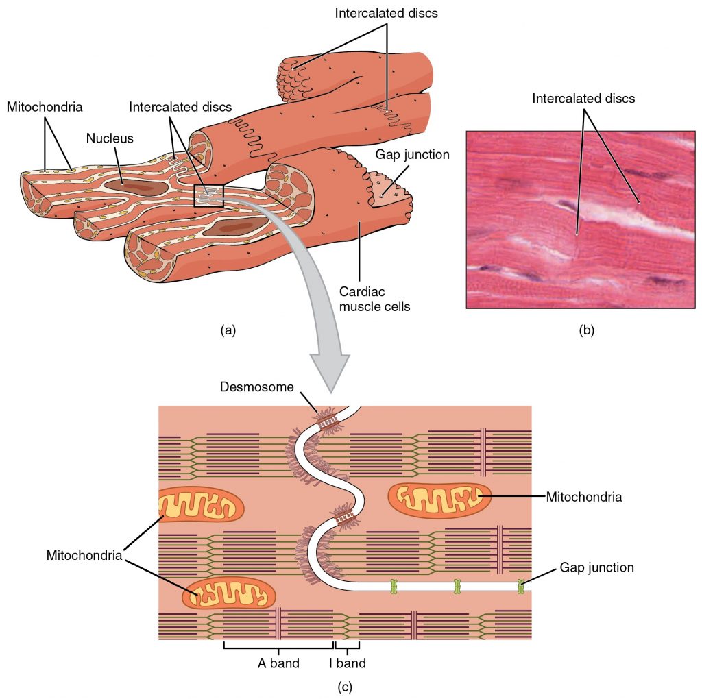 Cardiac Muscle