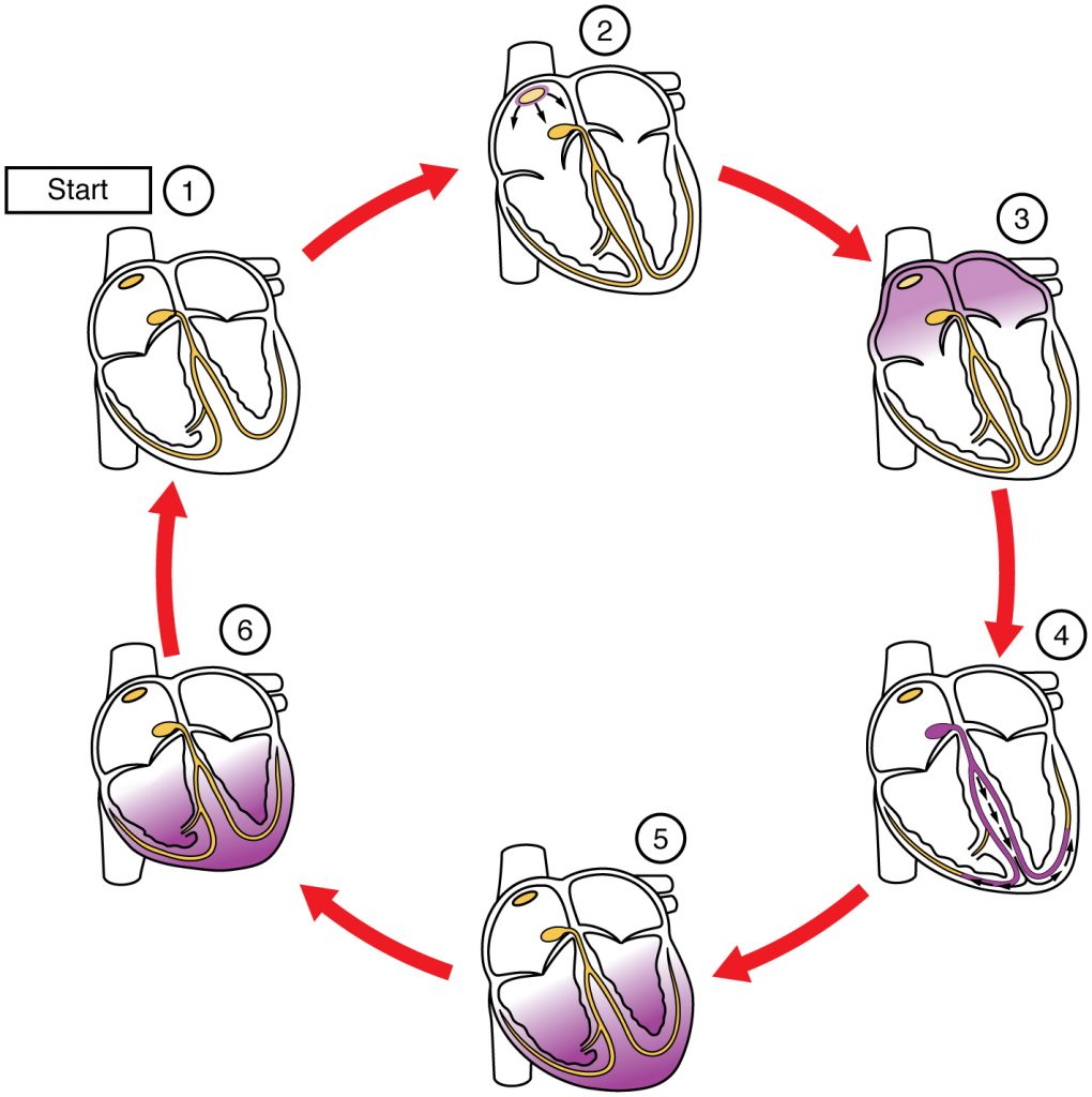 Cardiac Conduction