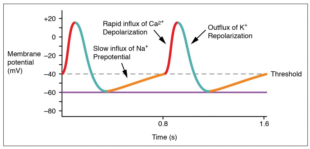 Action Potential at the SA Node