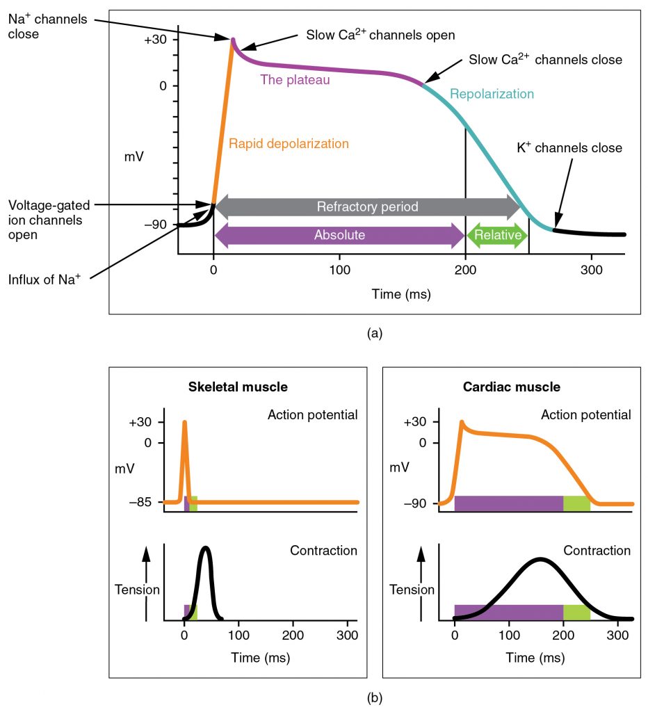 Action Potential in Cardiac Contractile Cells