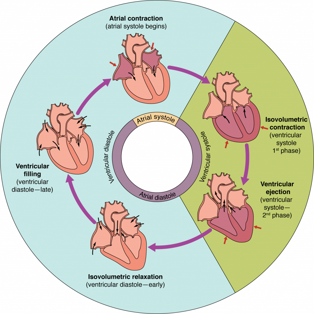 Overview of the Cardiac Cycle