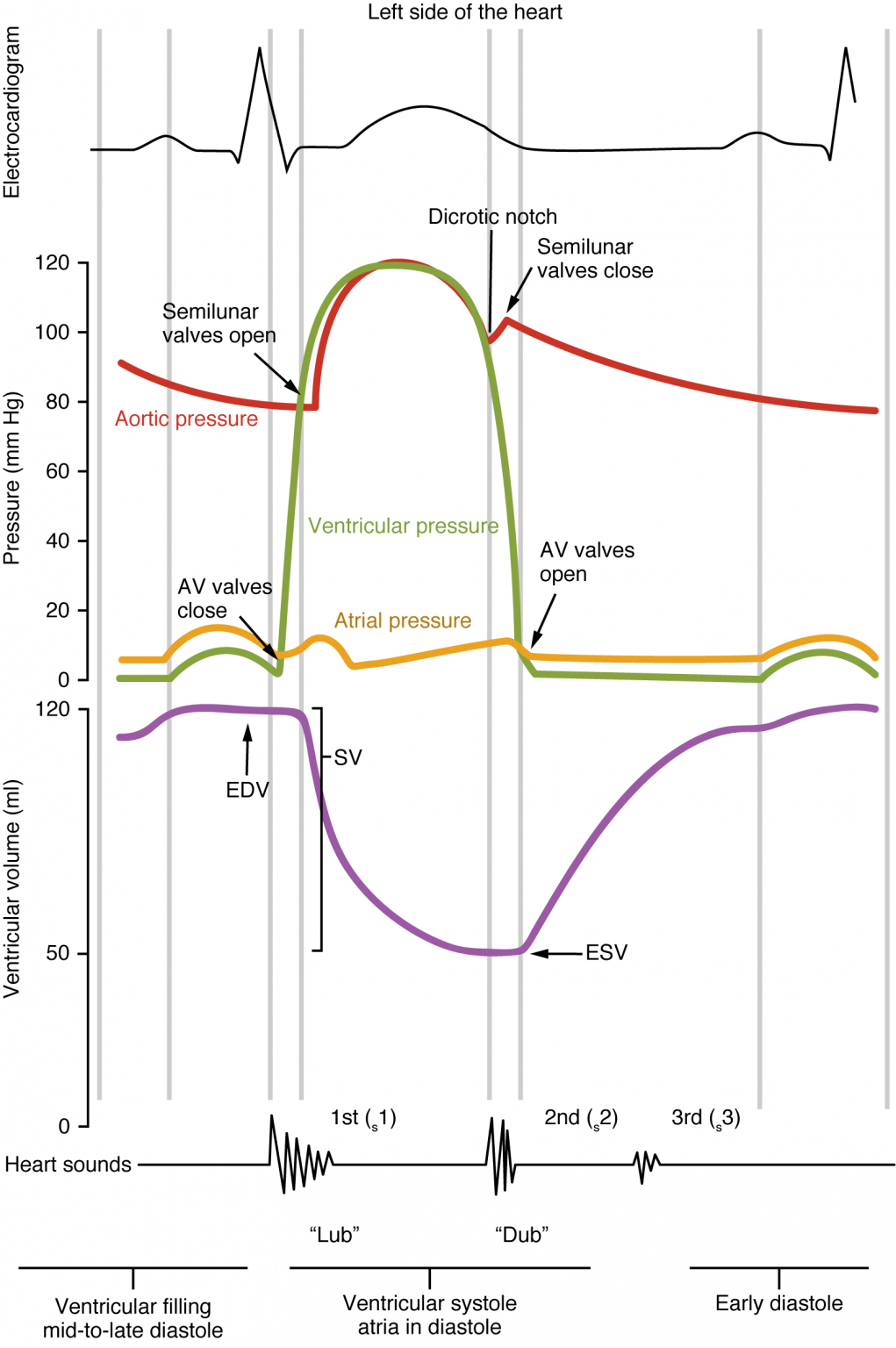 Heart Sounds and the Cardiac Cycle