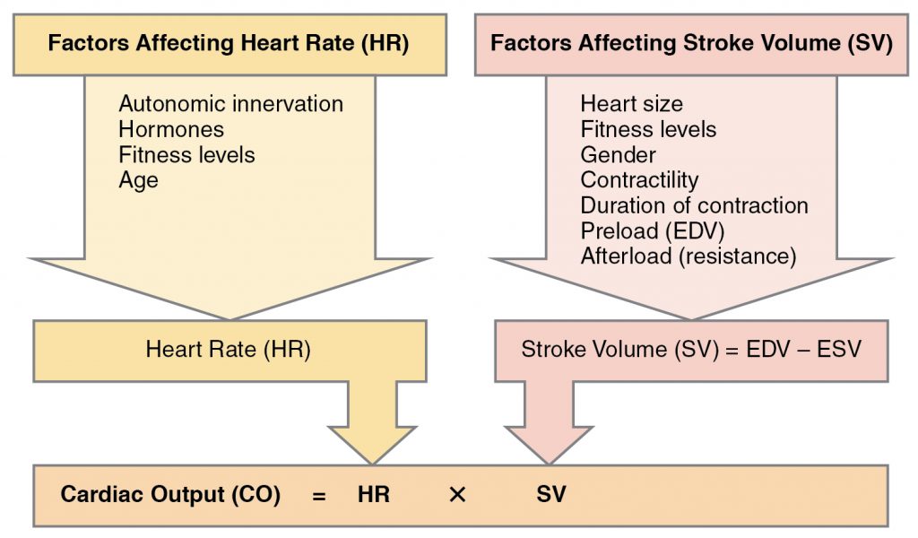 Major Factors Influencing Cardiac Output