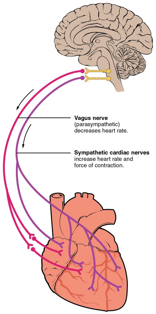 Autonomic Innervation of the Heart