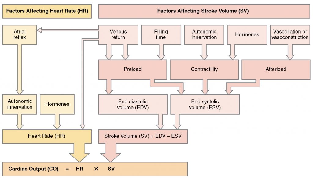 Summary of Major Factors Influencing Cardiac Output