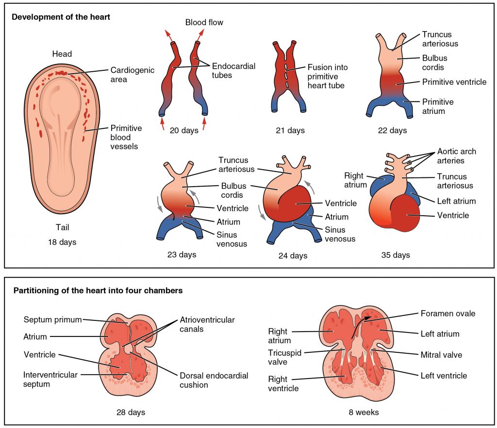 Development of the Human Heart
