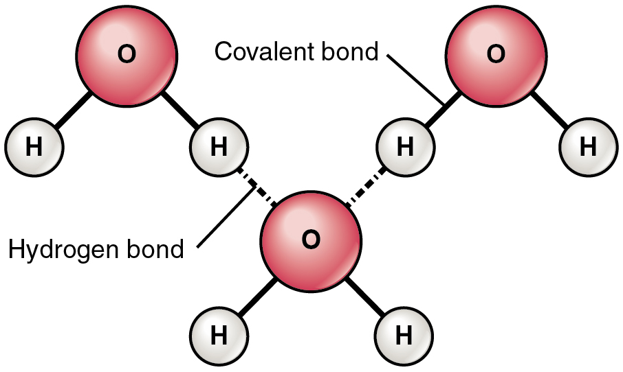 Hydrogen Bonds between Water Molecules
