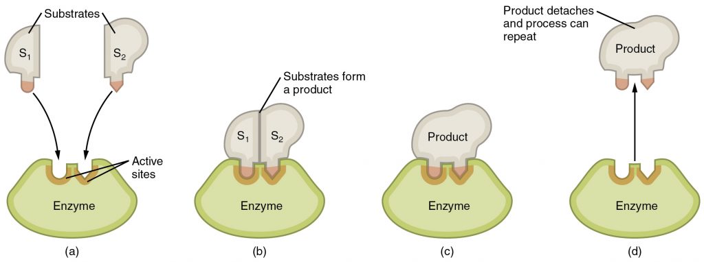 Steps in an Enzymatic Reaction
