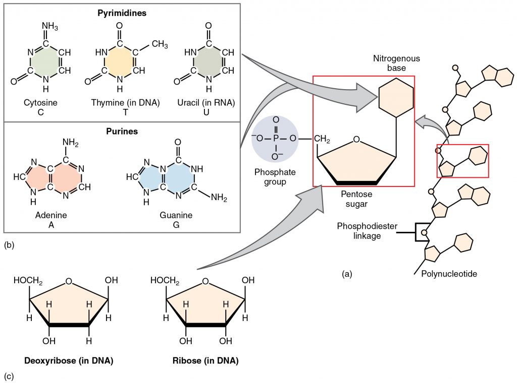 Nucleotides