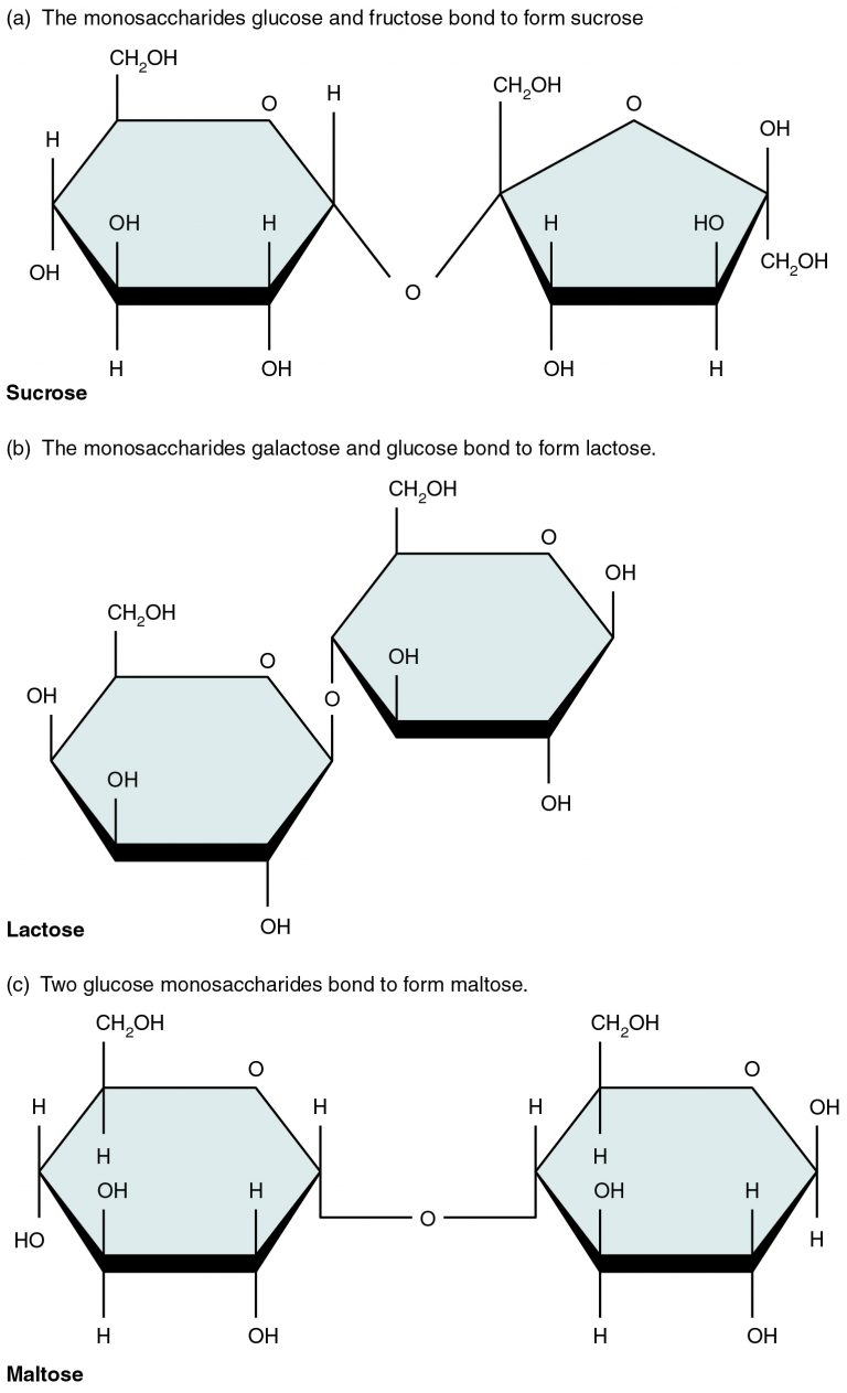 Three Important Disaccharides