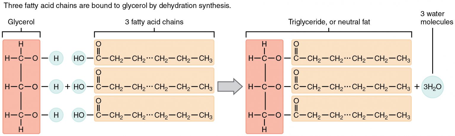 Triglycerides