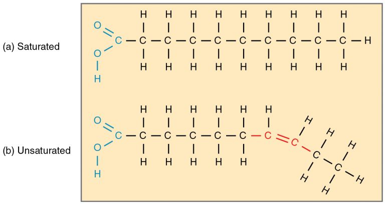 Fatty Acid Shapes