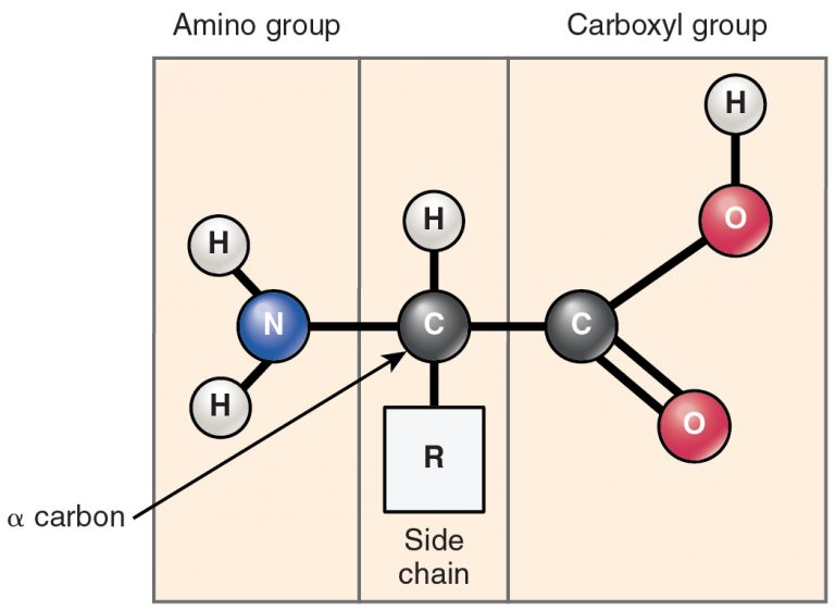 Structure of an Amino Acid