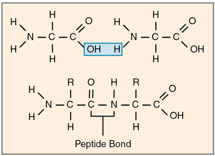 Structure of an Amino Acid