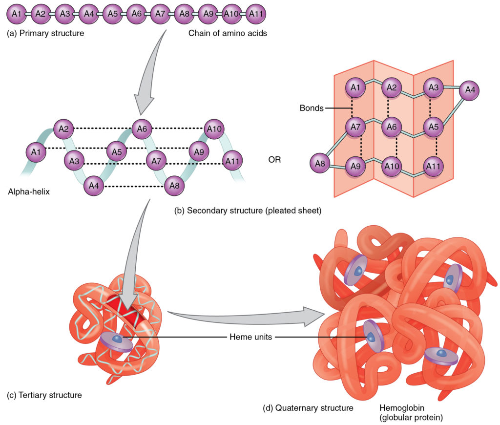 The Shape of Proteins