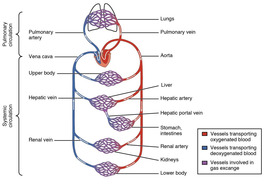 Cardiovascular Circulation