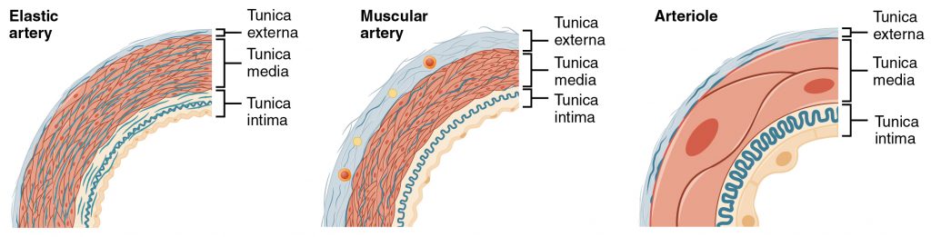 Types of Arteries and Arterioles