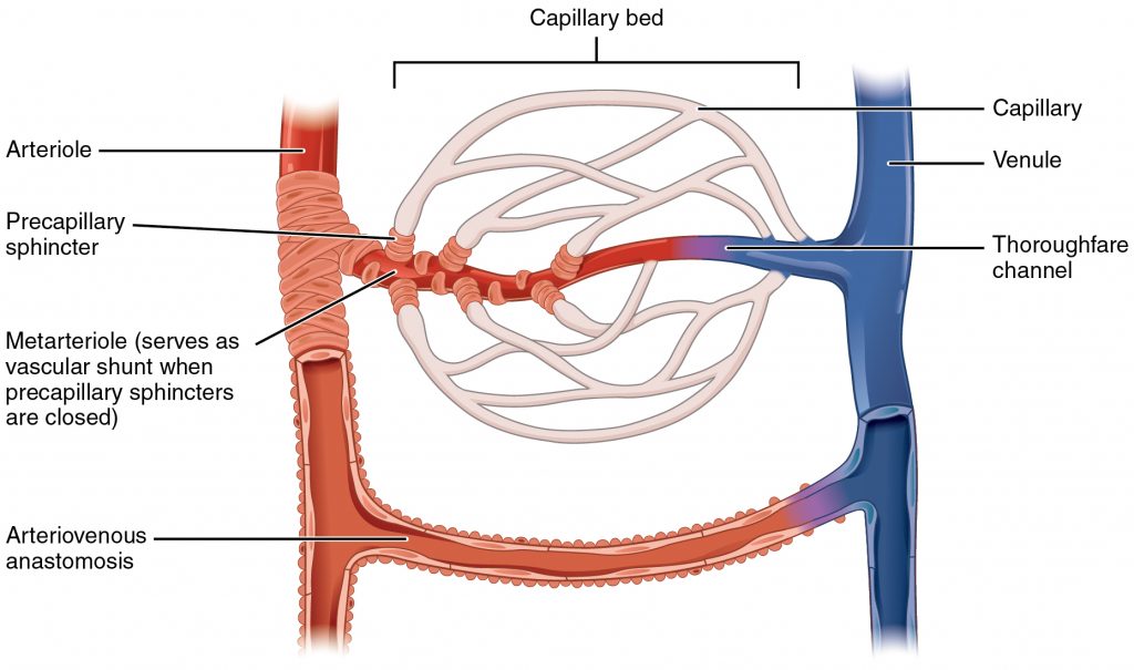 Capillary Bed