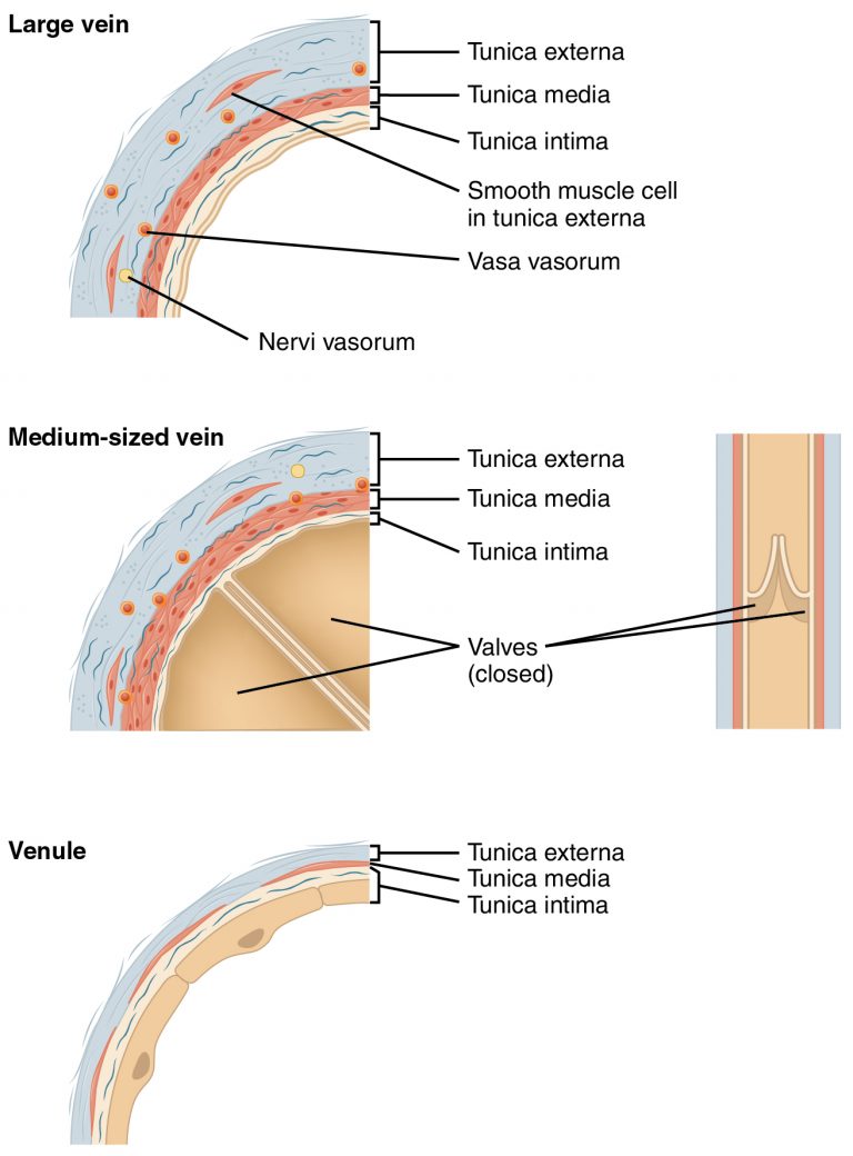 Comparison of Veins and Venules