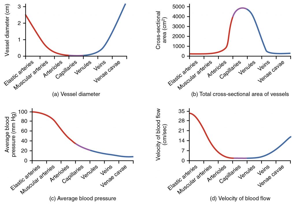 Relationships among Vessels in the Systemic Circuit