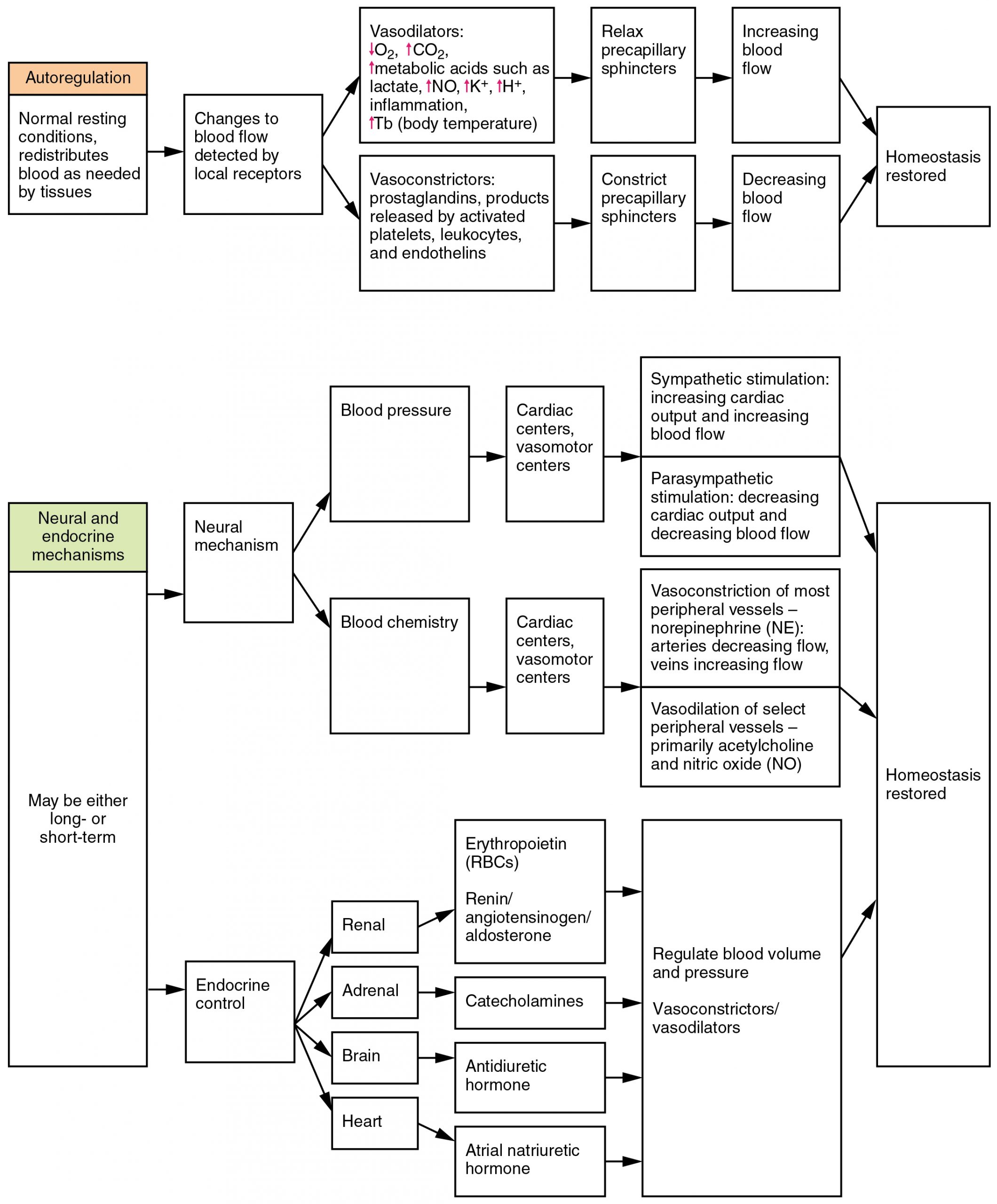 Summary of Factors Maintaining Vascular Homeostasis