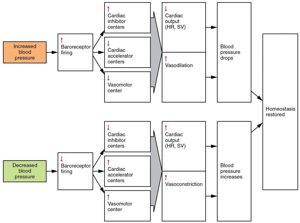 Baroreceptor Reflexes for Maintaining Vascular Homeostasis