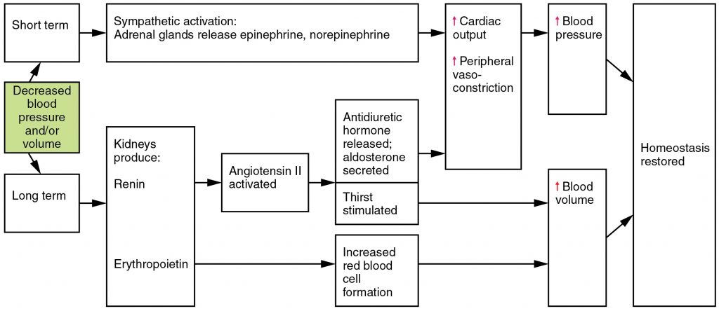 Hormones Involved in Renal Control of Blood Pressure