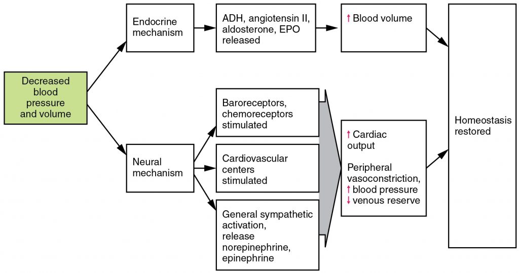 Homeostatic Responses to Loss of Blood Volume