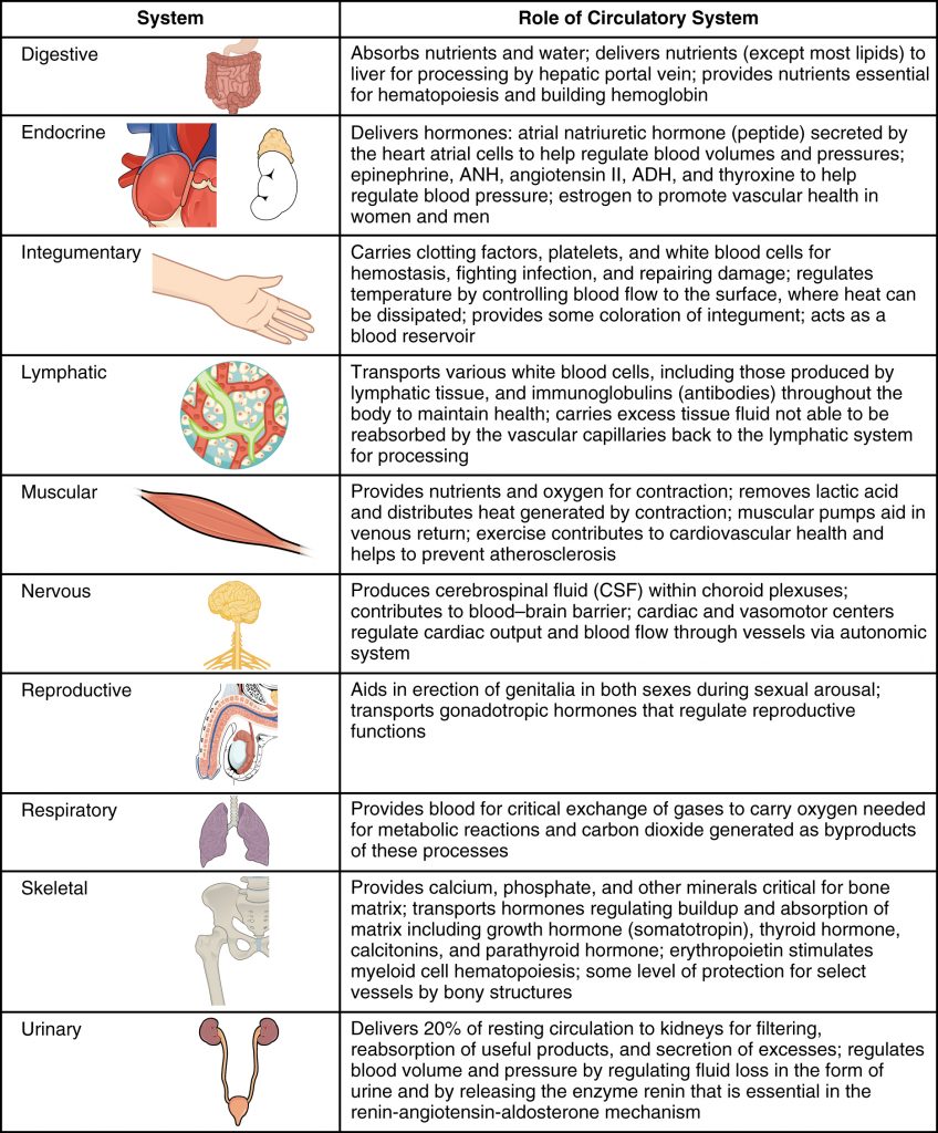 Interaction of the Circulatory System with Other Body Systems
