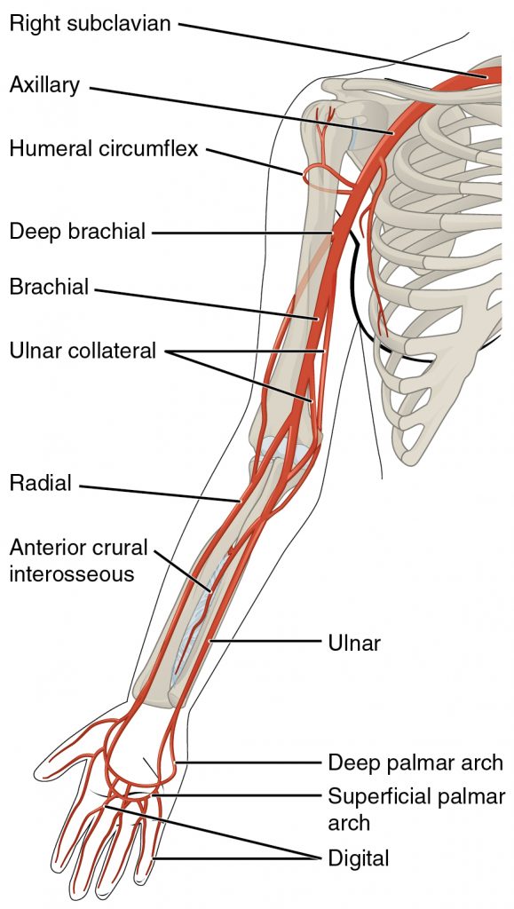 Major Arteries Serving the Thorax and Upper Limb
