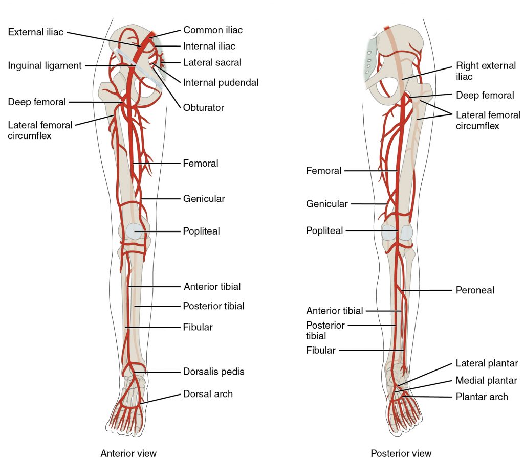 Major Arteries Serving the Lower Limb