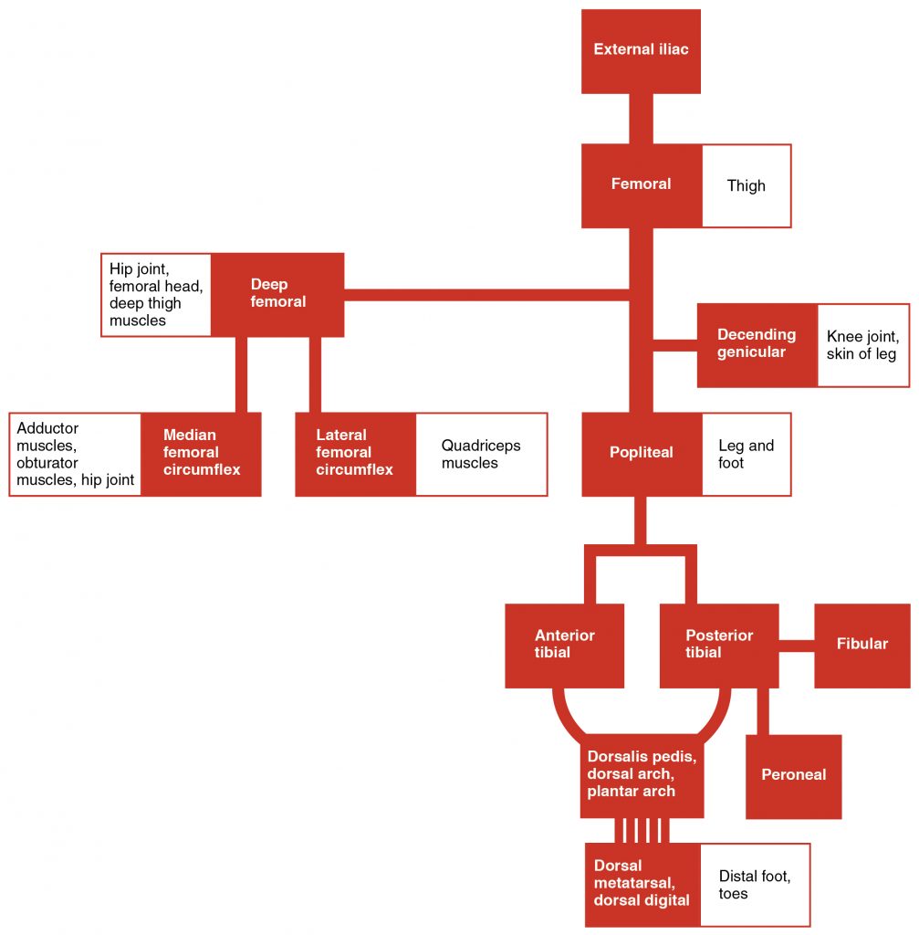 Systemic Arteries of the Lower Limb