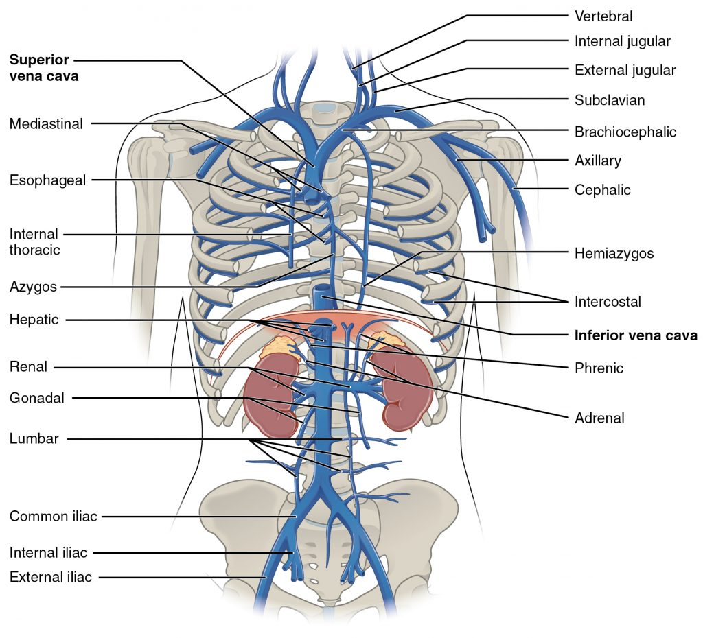 Veins of the Thoracic and Abdominal Regions