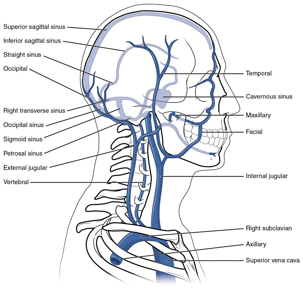Veins of the Head and Neck