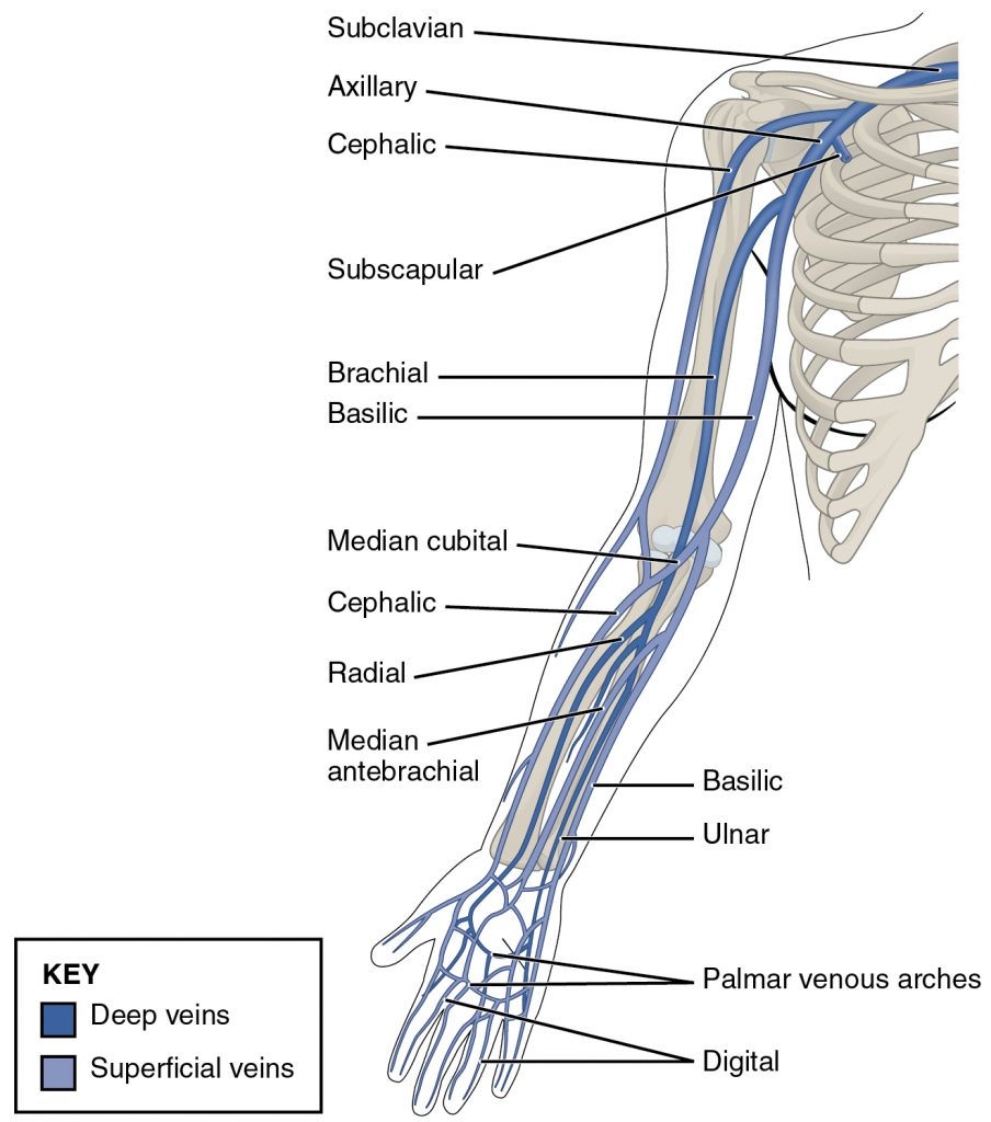 Veins of the Upper Limb