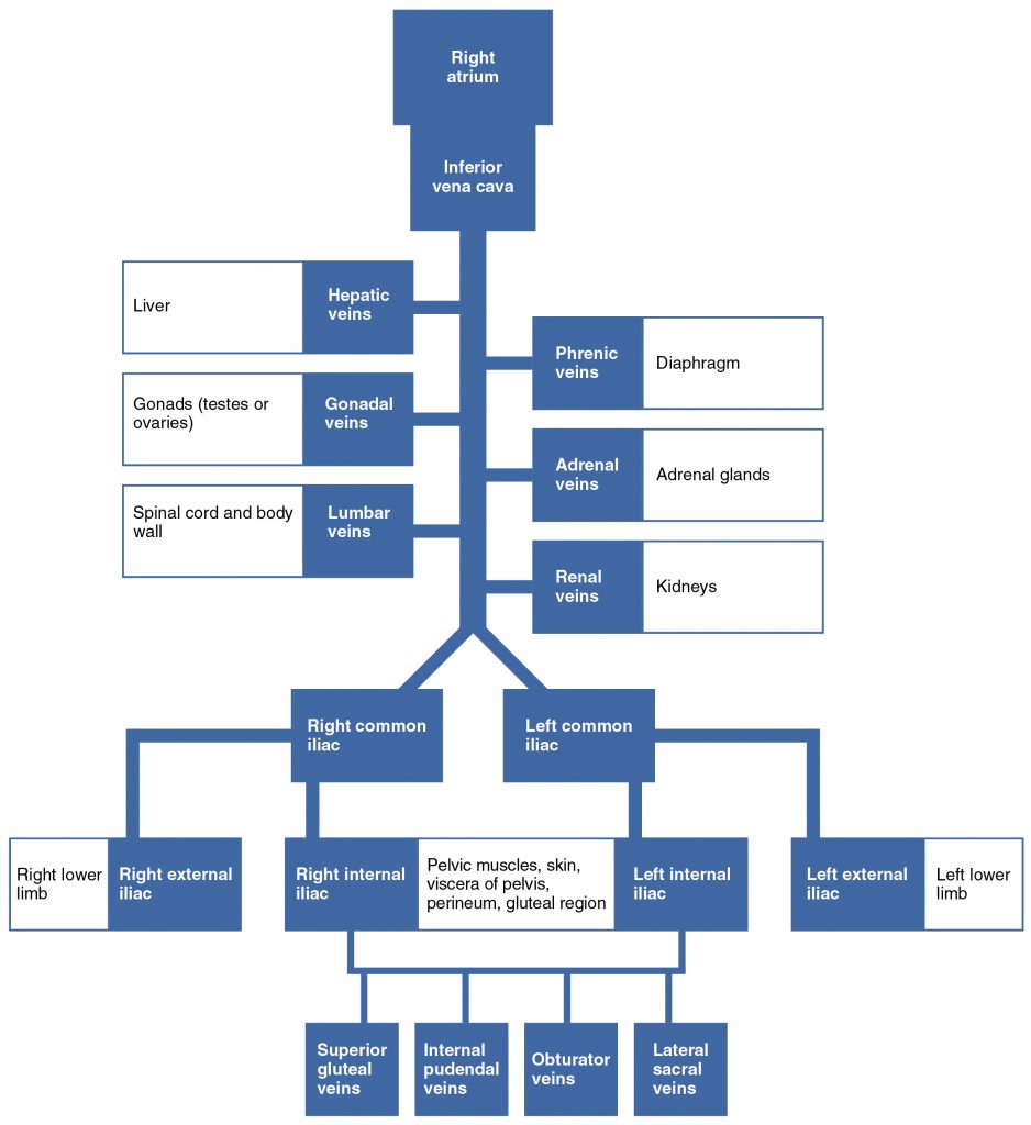 Venous Flow into Inferior Vena Cava