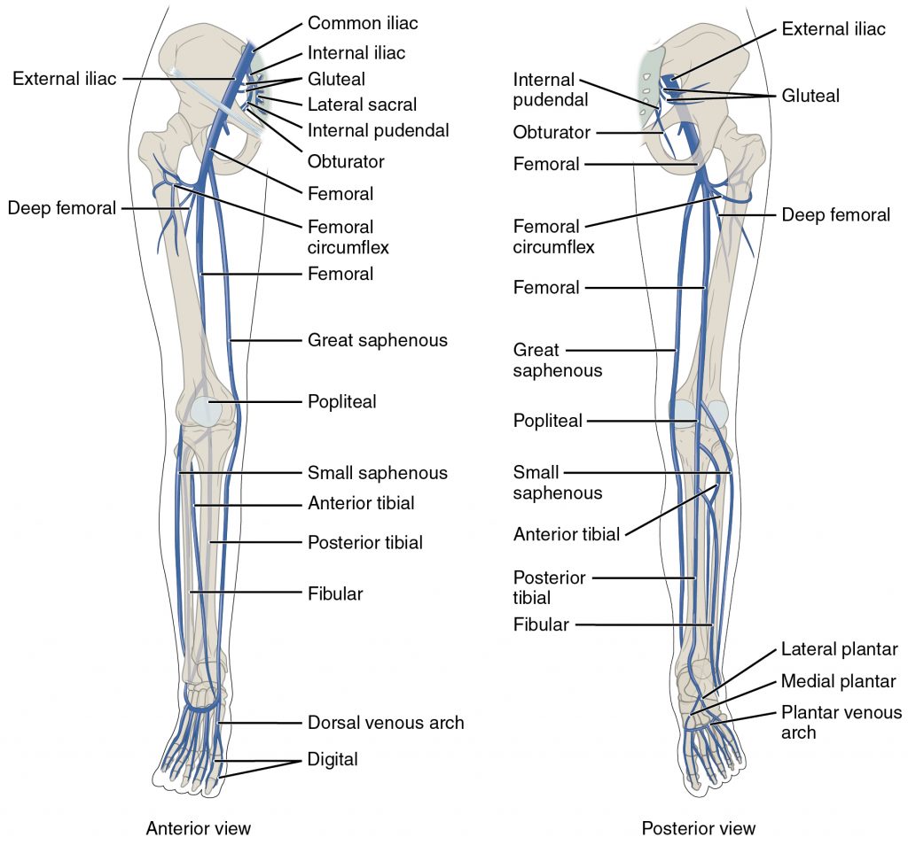 Major Veins Serving the Lower Limbs