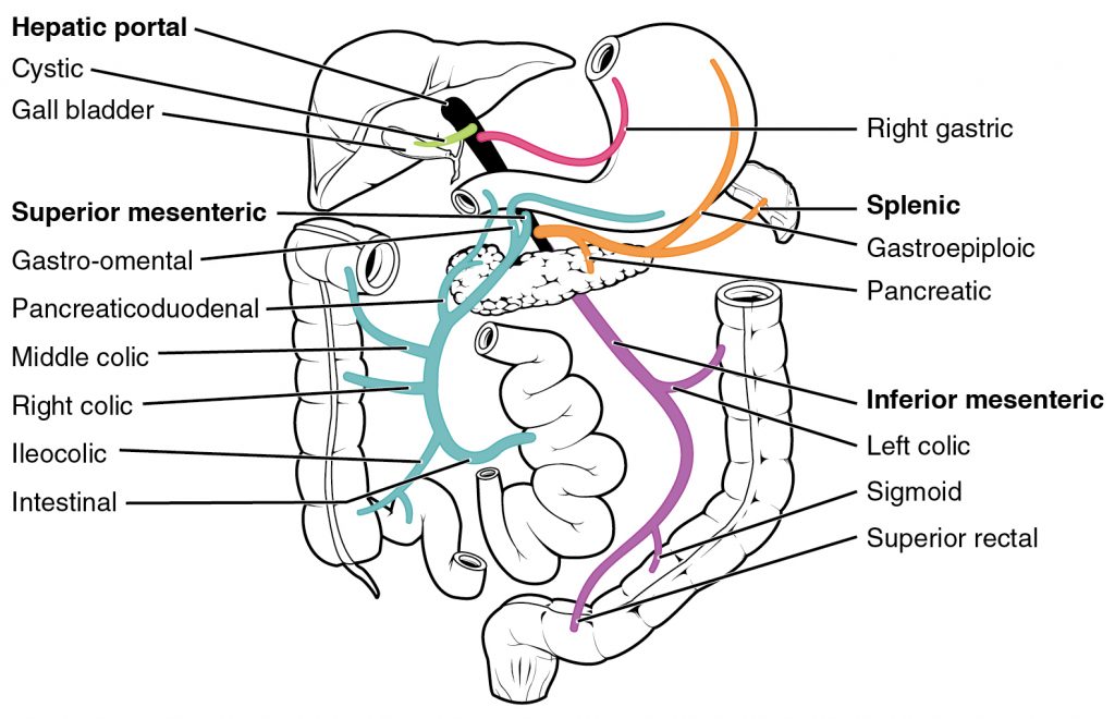 Hepatic Portal System