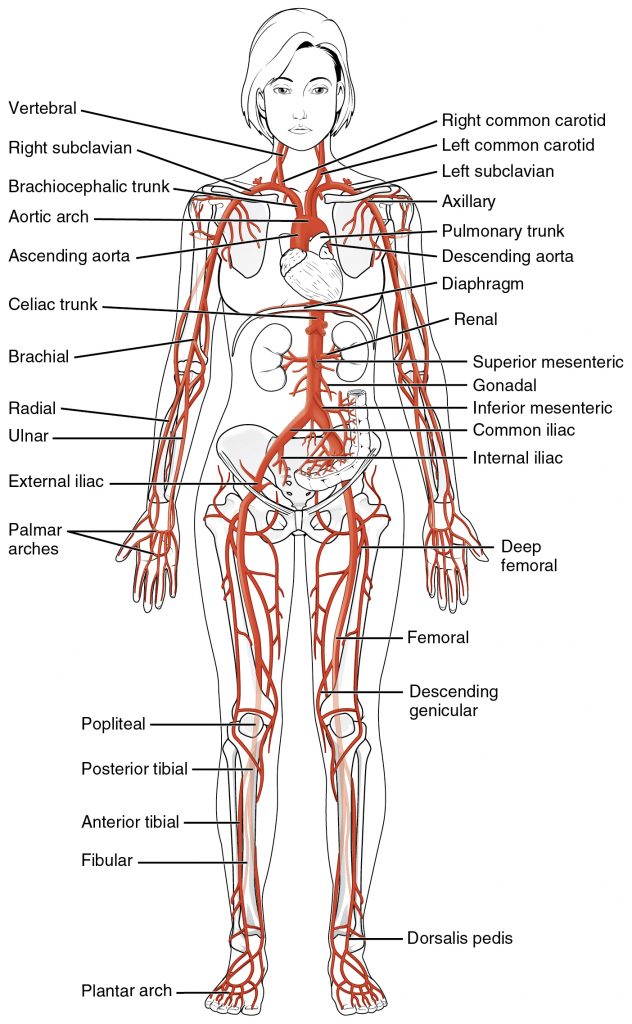 Systemic Arteries