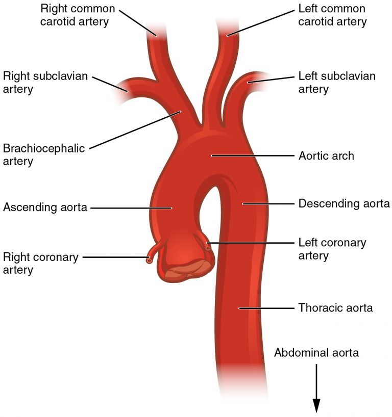 Aorta