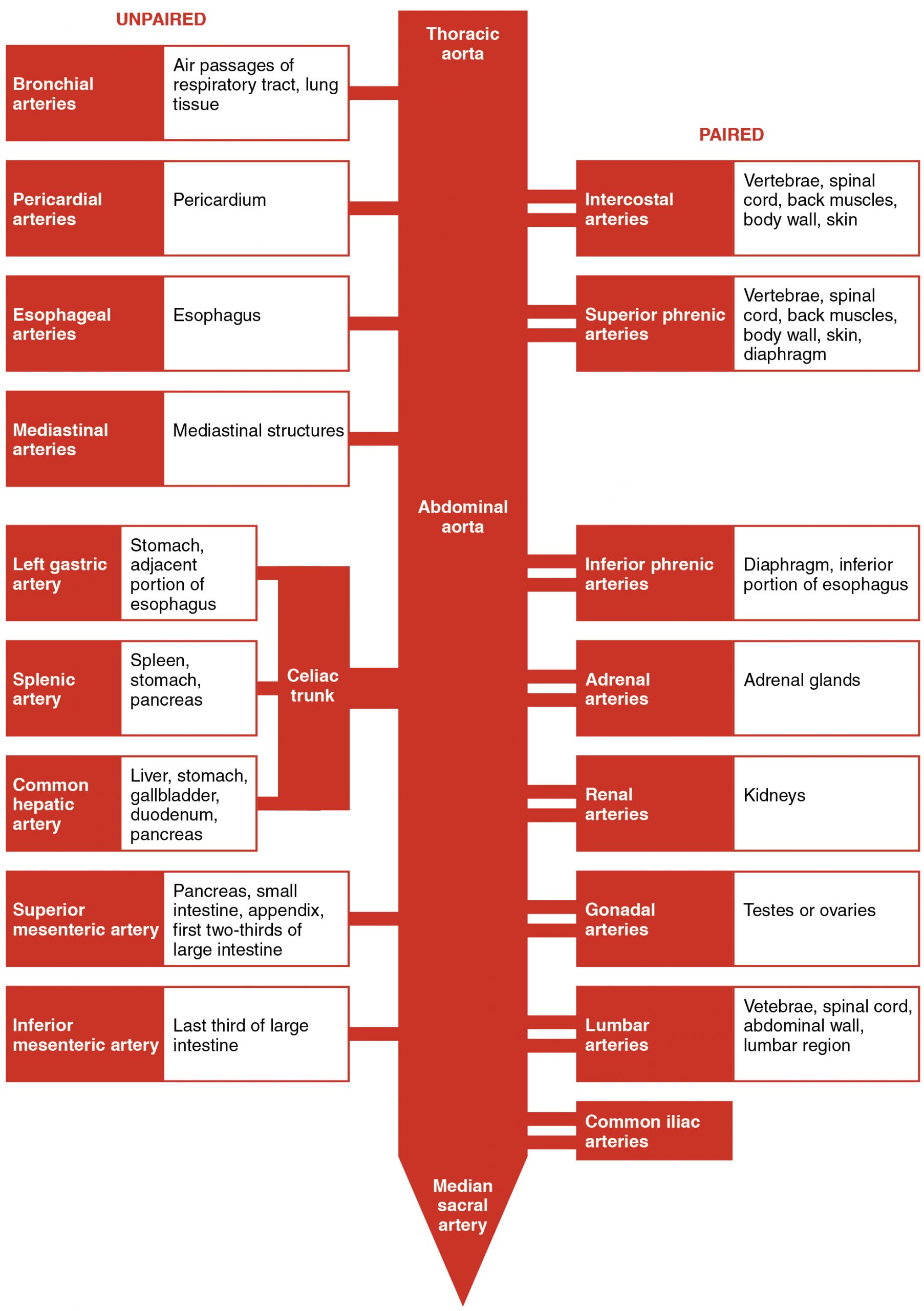 Major Branches of the Aorta