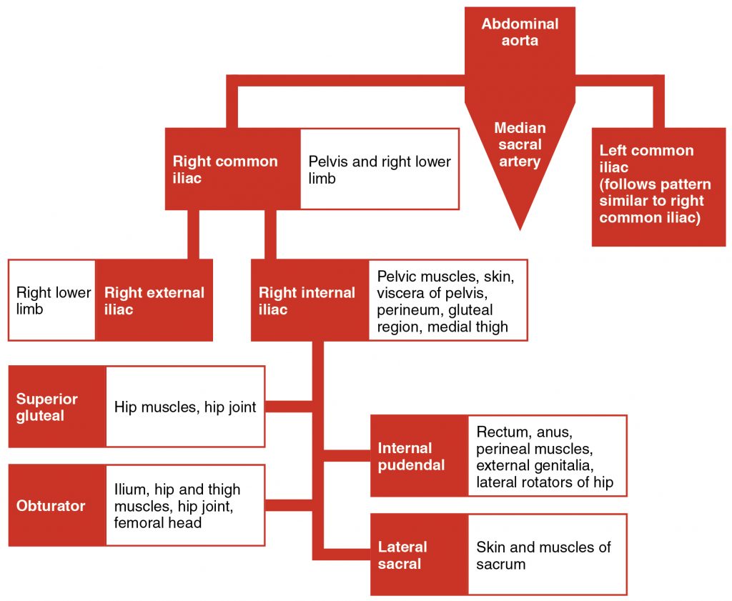 Major Branches of the Iliac Arteries