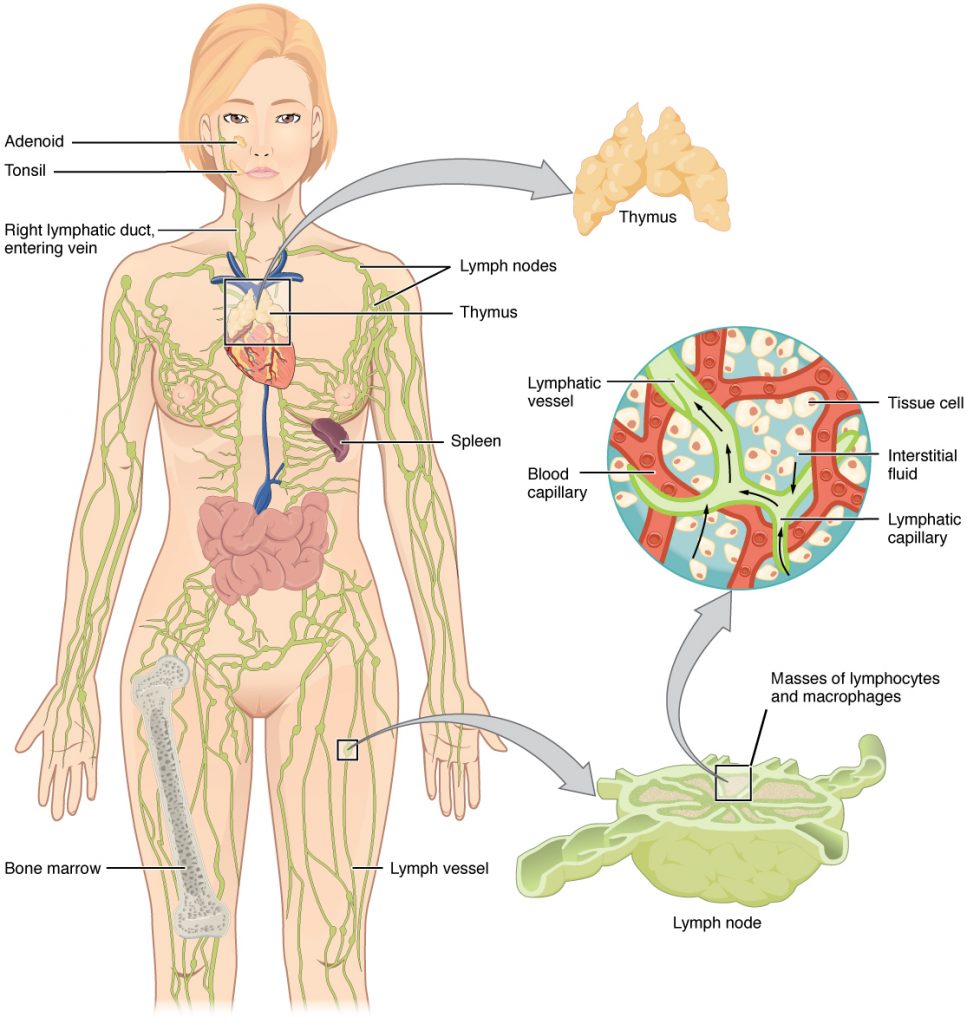 Anatomy of the Lymphatic System