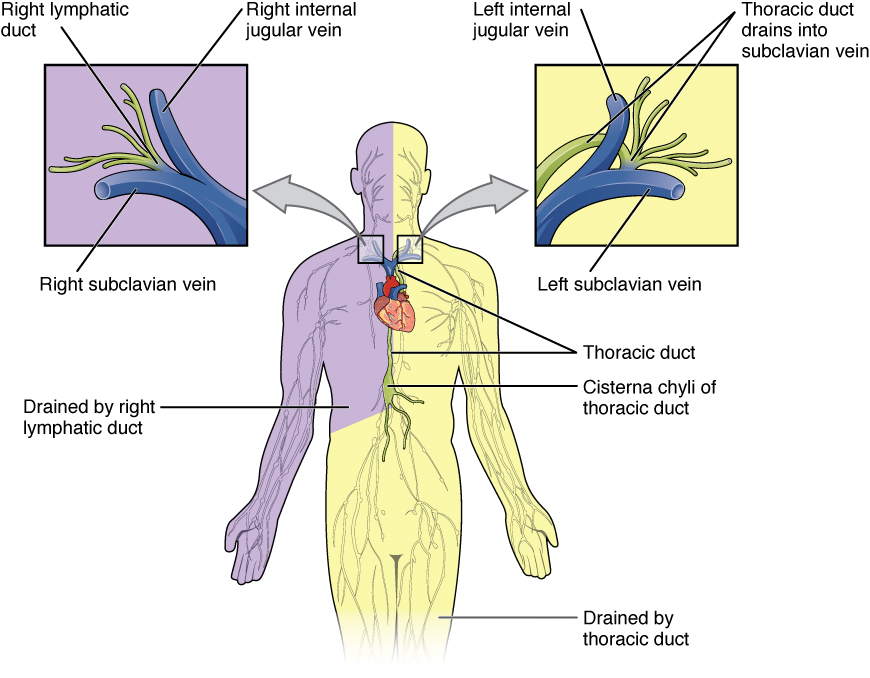 Major Trunks and Ducts of the Lymphatic System
