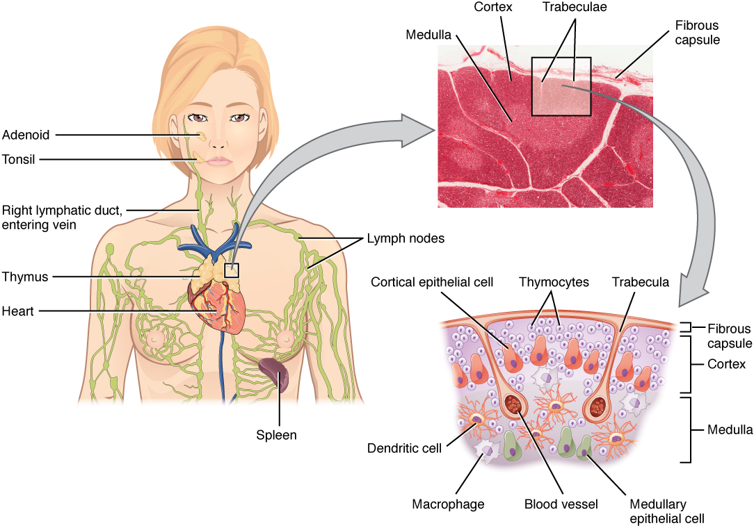 Location, Structure, and Histology of the Thymus